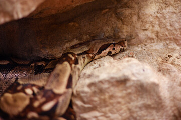 Fototapeta premium Boa Constrictor Resting on Rocks in Terrarium