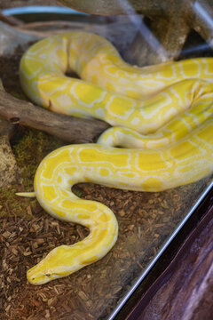 Yellow Albino Burmese Python in Terrarium