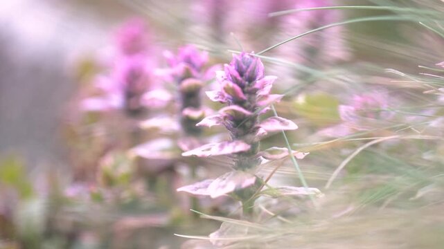 Soft focus purple Ajuga reptans flowers with romantic pastel tones and copy space in spring garden