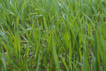 Obraz premium Young winter wheat crop growing on fertile soil in spring agricultural field. Fresh green cereal plantation concept.