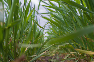 Fototapeta premium Fresh young wheat with soft blur and copy space. Natural agricultural background for banner, design and advertising projects.