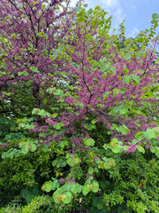 Obraz premium Eastern redbud plant, bright magenta pink pea like flowers that grow directly on the branches and trunk and the distinct heart-shaped leaves that appear just after flowering