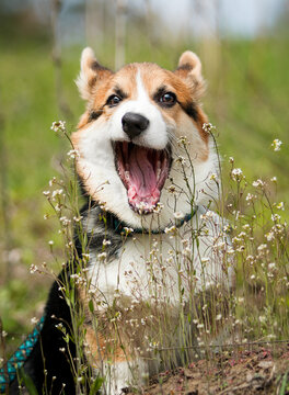 Funny yawning Corgi puppy sitting in a spring flower meadow.