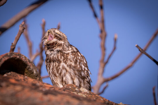 mochuelo com&uacute;n, Athene noctua
