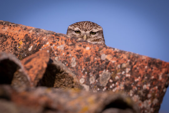 mochuelo com&uacute;n, Athene noctua
