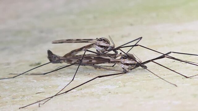 

Macro shot of crane flies mating on a wall: Tipulidae #001


