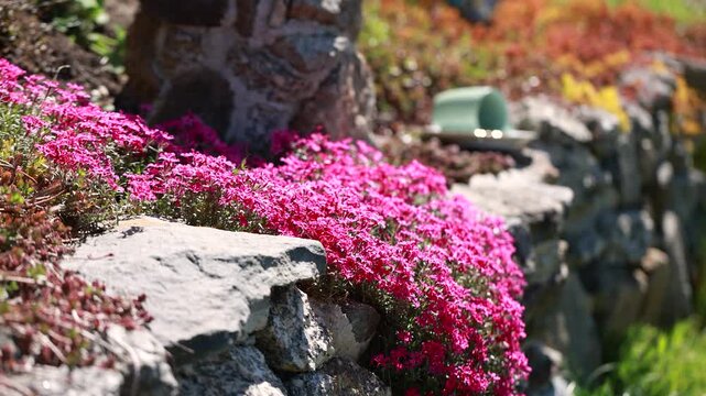 Colorful flowering groundcover plants in spring garden with red and white blooms in ornamental landscape