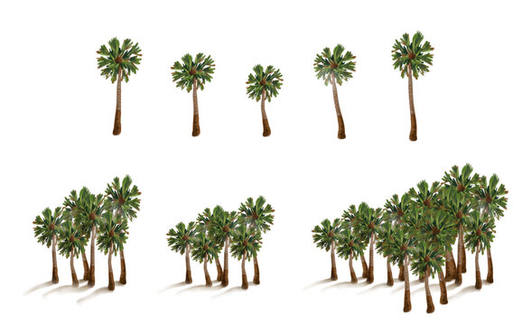 Desenho de Carna&uacute;bas, palmeira do nordeste em floresta e em elementos &uacute;nicos
