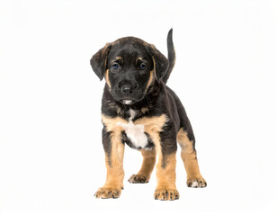 Obraz premium Happy puppy close view isolated on white background, cheerful young dog, cute pet portrait