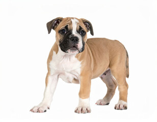 Fototapeta premium Happy puppy close view isolated on white background, cheerful young dog, cute pet portrait