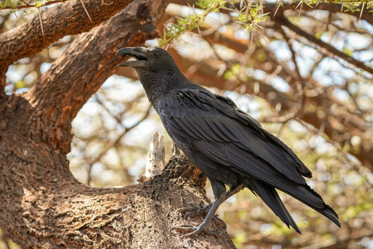 Cuervo o Corvus corax
 cuervo