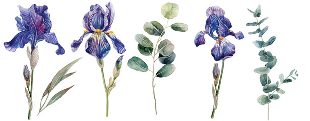 Watercolor flowers, irises on isolated background, eucalyptus branches, beautiful plants, floral design, clip art, botanical illustration. © Antonina Rushkina