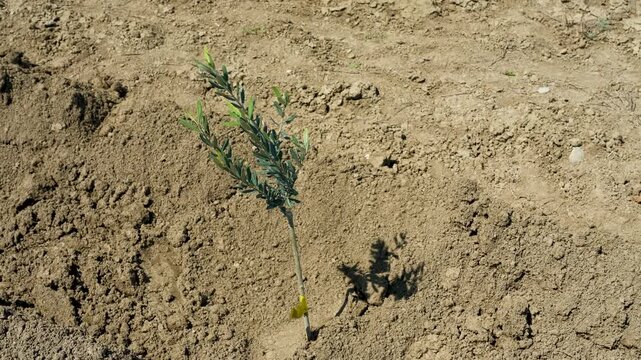 Young olive saplings planted in rows. Small olive trees in newly cultivated soil under a blue sky in a rural plantation in Kakheti region, Georgia.