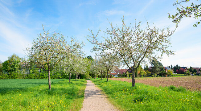 walkway between blooming apple trees, outskirts of Vaterstetten, upper bavaria.