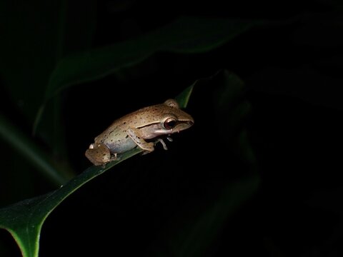 Polypedates leucomystax Common, Southeast Asian Tree Frog