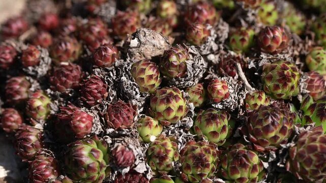 Young houseleek Sempervivum rosettes top view closeup with green red succulent plants in garden