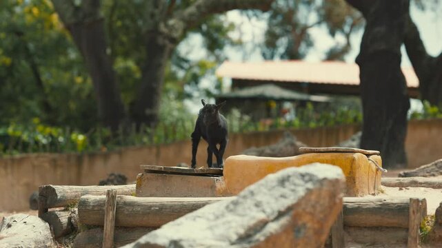 Black baby goat exploring its enclosure
