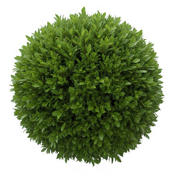 Lush green topiary bush in a spherical shape