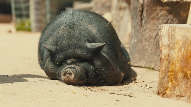 Pot bellied pig sleeping peacefully outdoors