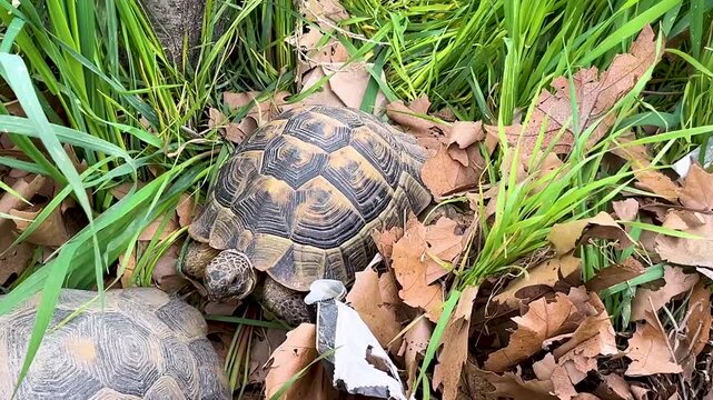 Tortoise on Grass and Dry Leaves, Natural Wildlife Reptile Close Up with Detailed Shell Texture