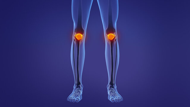 Anatomy of the human patella