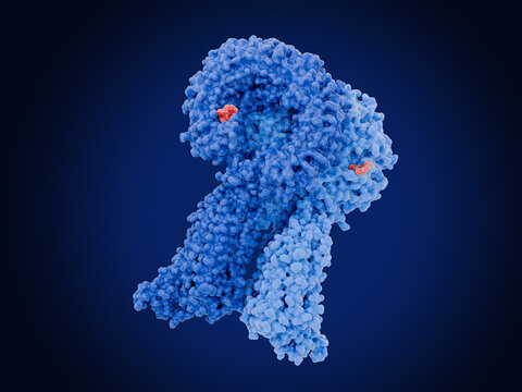 The toll-like receptor 7  (TLR7) with an agonist (imiquimod) bound