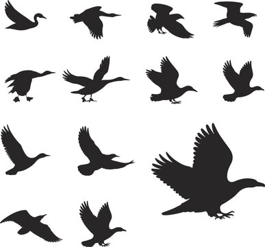 Collection of black silhouettes of various birds in flight and landing poses on a white background flying