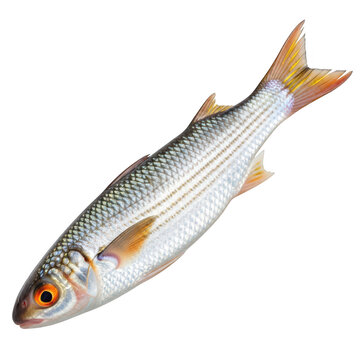 Silver fish with orange fins and eyes isolated on transparent background