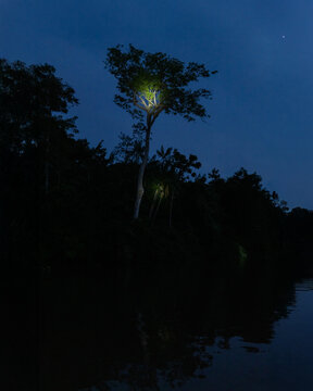 View of a tall tree illuminated by a spotlight at night along the banks of the Amazon River with reflections on the water surface.