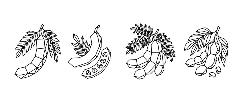 tamarind , Geometric Origami line art vector set