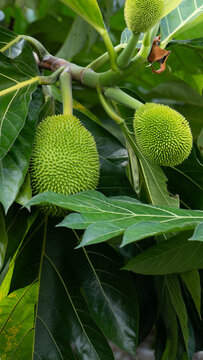 View of green breadfruit with spiky skin hanging from a branch among large lobed leaves in a tropical environment.