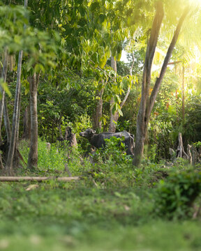 View of a water buffalo standing amidst the lush vegetation of the Amazon River basin with sunlight filtering through the trees.