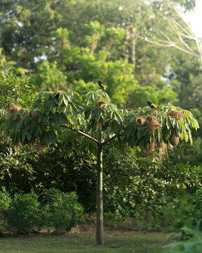 View of yellow-rumped cacique birds perched on a tropical tree with hanging woven nests amidst lush green jungle foliage in the Amazon River basin.