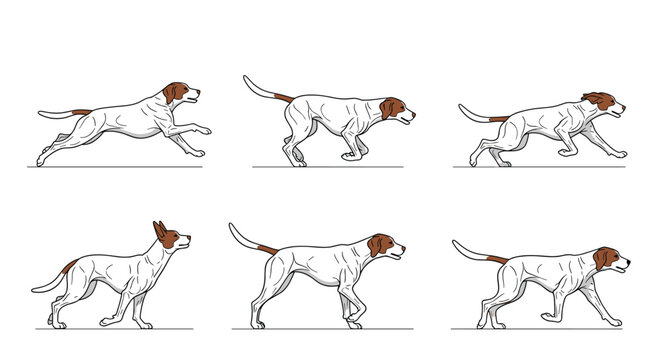 Detailed sequential drawing showing the movement stages of a dog running, capturing the anatomy and motion of a canine in full stride animation.