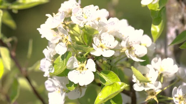 Blooming apple tree Malus domestica with white blossoms closeup in spring soft light garden detail