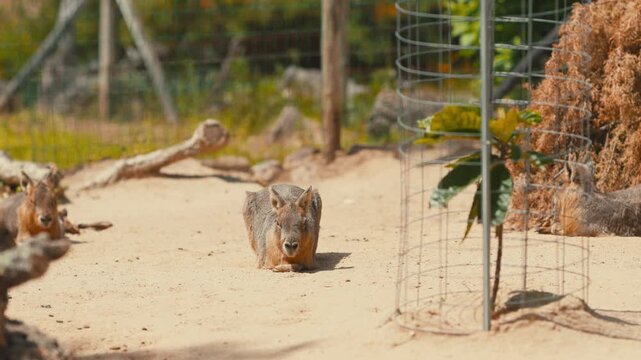 Patagonian mara lying on the ground in a sunny zoo enclosure