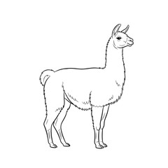 Fototapeta premium Llama standing side profile minimalist black and white line art illustration