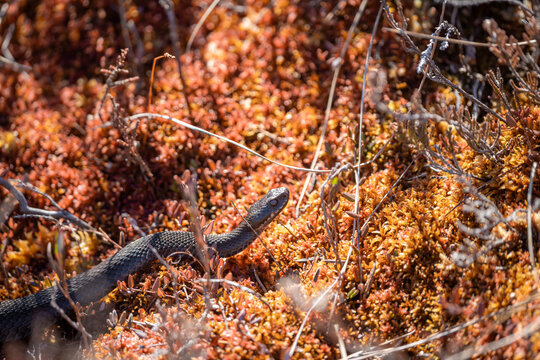 A European adder (Vipera berus) basking in warm sunlight on colorful bog moss. The snake&rsquo;s dark scales contrast with vibrant red and orange vegetation, creating a striking natural scene.