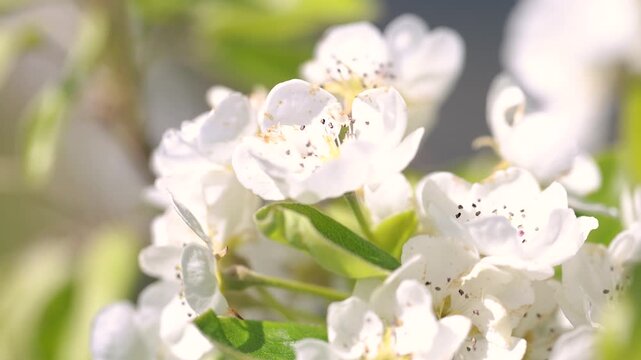 Blooming apple tree Malus domestica with white blossoms closeup in spring soft light garden detail