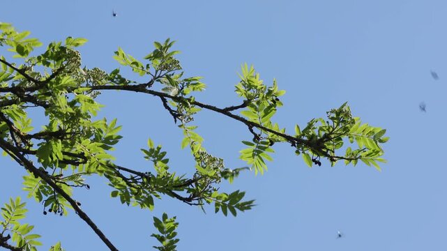 Green Long-Horn moths, Adela reaumurella, swarming around a Rowan branch against a blue sky. Spring. UK