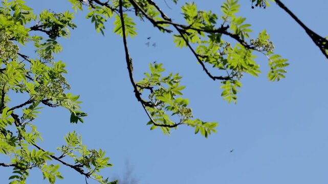 Green Long-Horn moths, Adela reaumurella, swarming against a blue sky in Spring. UK