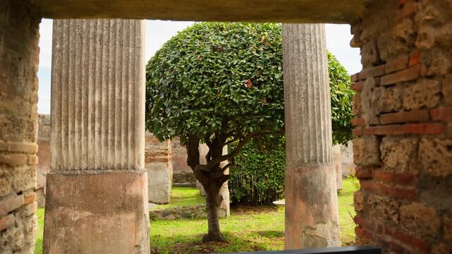 Framed view through a Pompeii doorway toward fluted Roman columns and a manicured tree, capturing the calm garden atmosphere inside the ancient ruins.