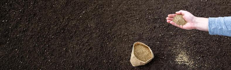 Obraz premium Sowing lawn grass seeds by hand on prepared soil in the garden in spring.