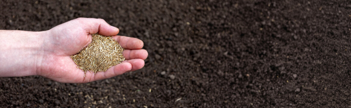 A handful of grass seeds in a man's palm over the soil