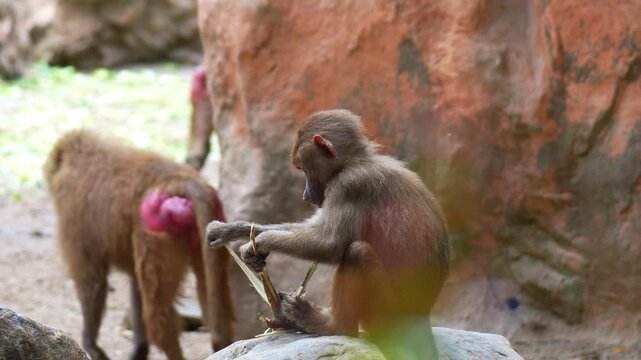 A juvenile Hamadryas baboon (Papio hamadryas) fidgeting with a piece of fibrous plant stalk, close up shot.