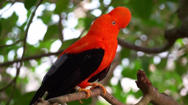 A male Andean cock-of-the-rock (Rupicola peruvianus) perches on tree branch and curiously looks around the surroundings, close up shot.