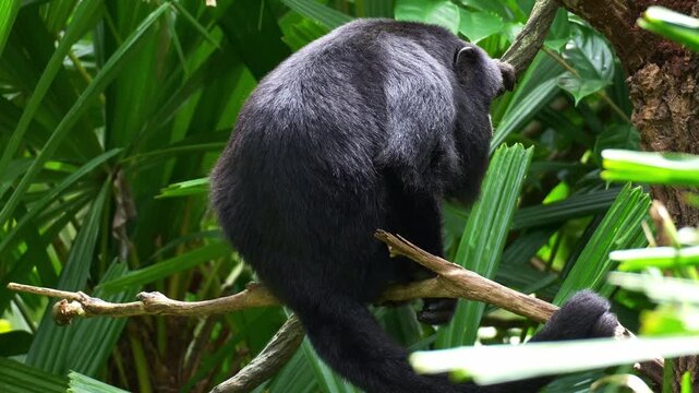 An adult male black howler (alouatta caraya) rests on tree branch, close up shot.