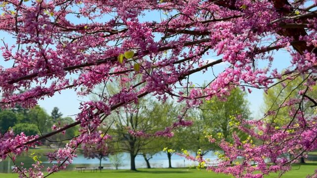 A beautiful cinematic shot of pink flowering tree branches blooming in the bright spring sunshine. The footage captures the fresh colors and natural beauty of a garden or park during the spring season