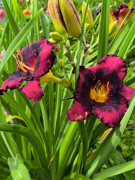 A two-tone dark purple daylily flower blooms in the garden in summer.