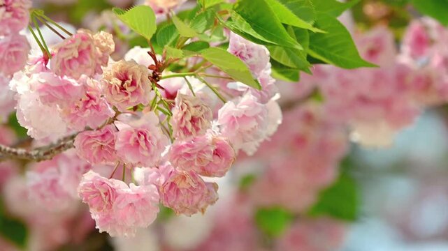 Pink cherry blossoms on a branch moving gently with the wind, soft pink and green bokeh background, peaceful and romantic spring nature scene in slow motion with copy space